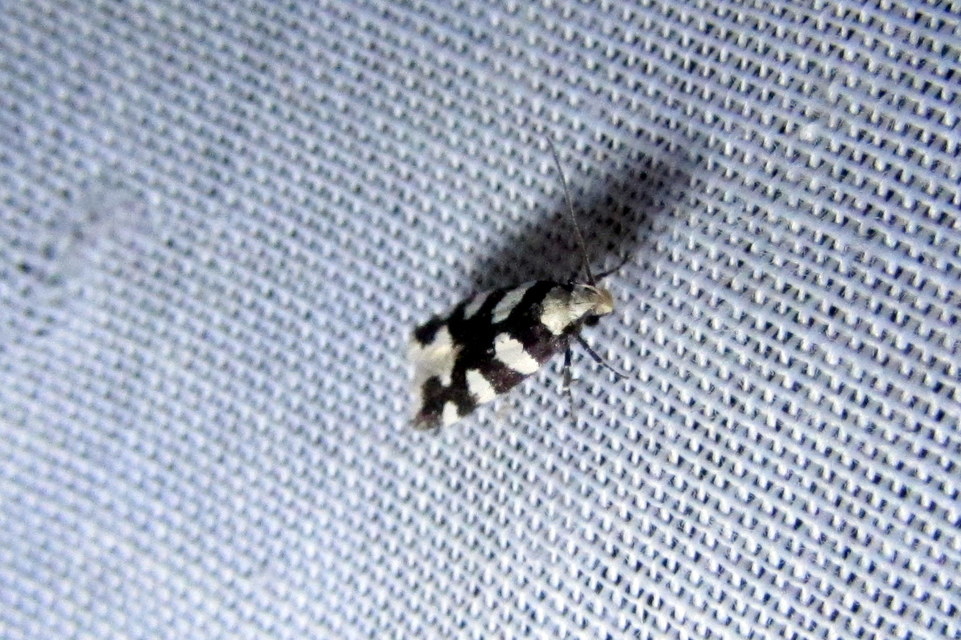 Pseudotelphusa tessella - sóskafamoly