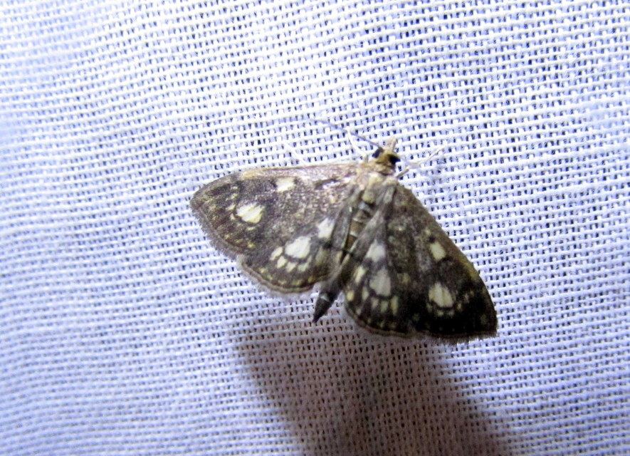 Anania stachydalis - mocsári dudvamoly