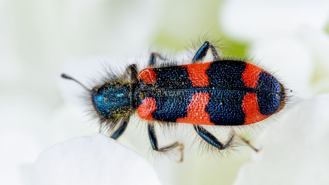 Trichodes favarius - hatfoltos méhészbogár