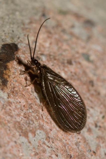 Sisyra nigra