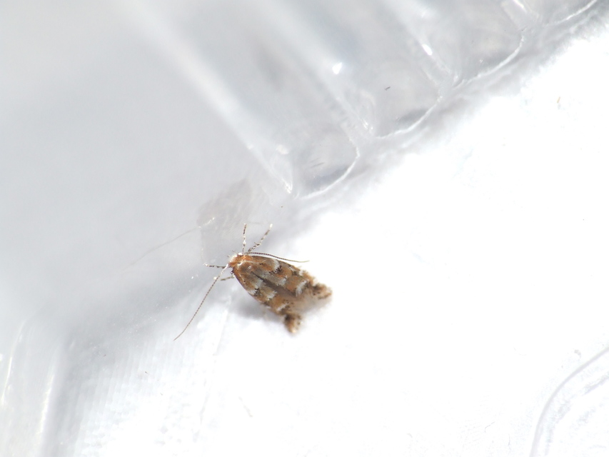 Cameraria ohridella - vadgesztenye-sátorosmoly