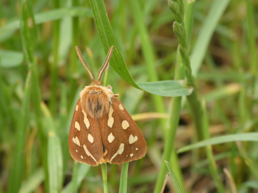 Hyphoraia aulica - barna medvelepke