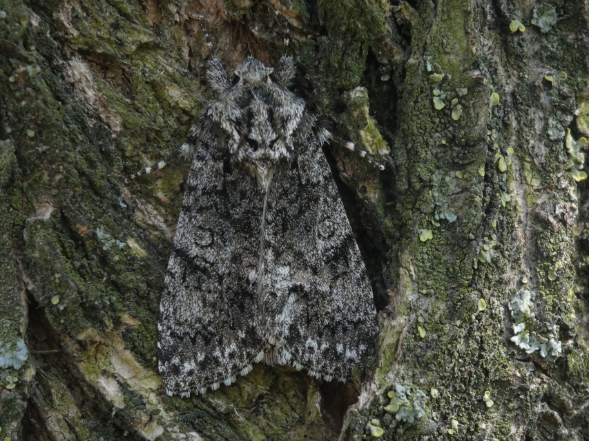 Acronicta rumicis - sóska-szigonyosbagoly
