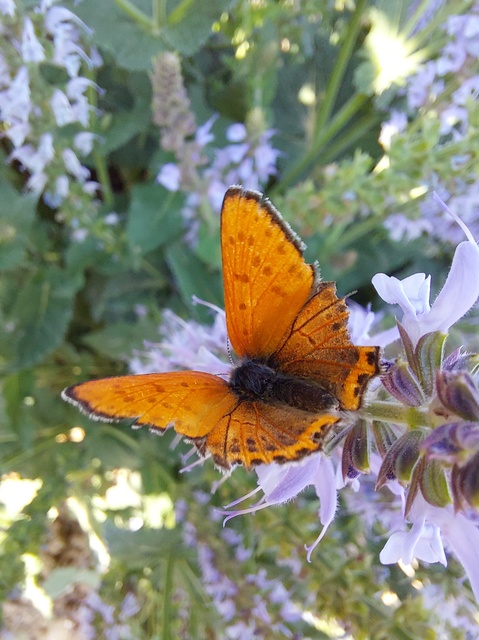 Lycaena thersamon - kis tűzlepke