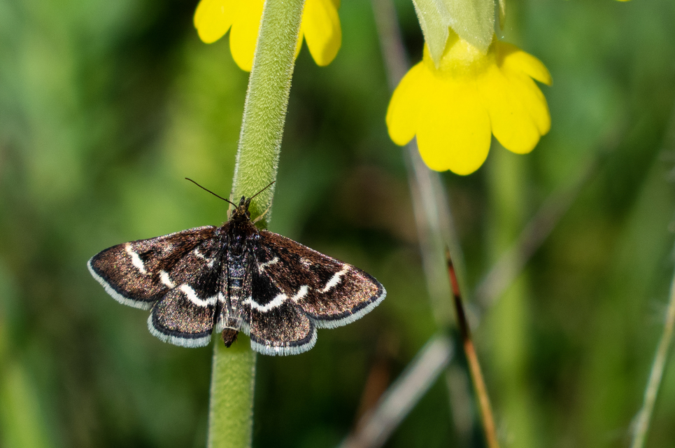 Pyrausta nigrata - fehérpettyes kormosmoly