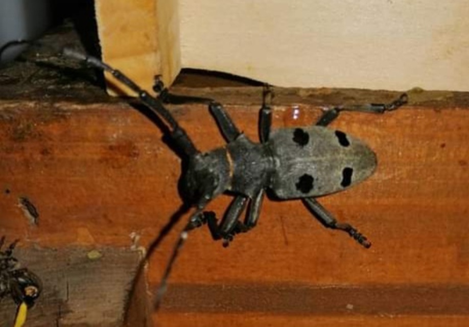 Morimus asper funereus - gyászcincér