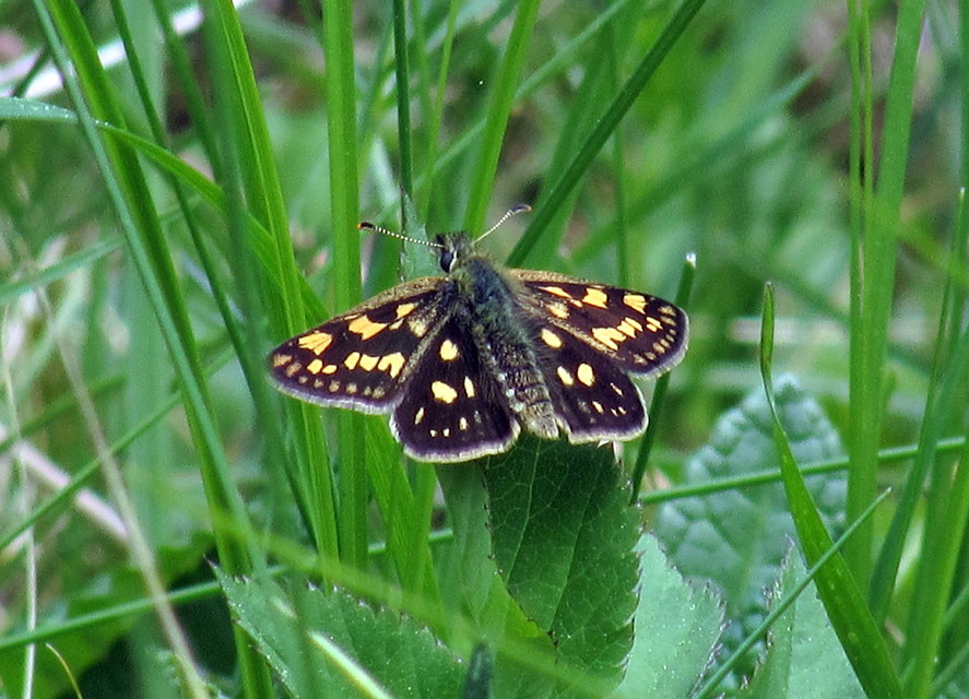 Carterocephalus palaemon - kockás busalepke