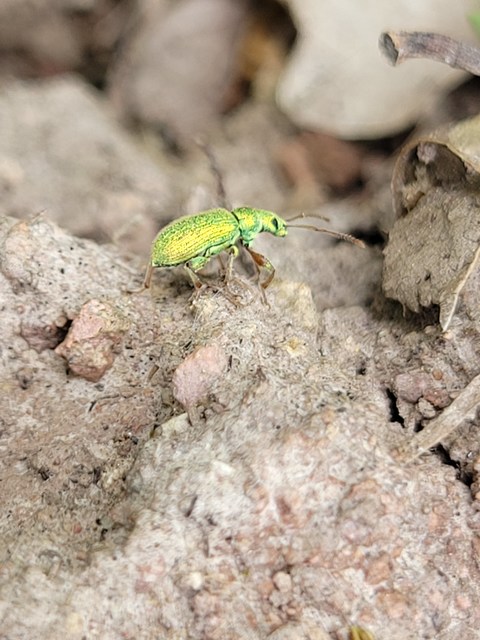 Phyllobius argentatus - ezüstös levélormányos