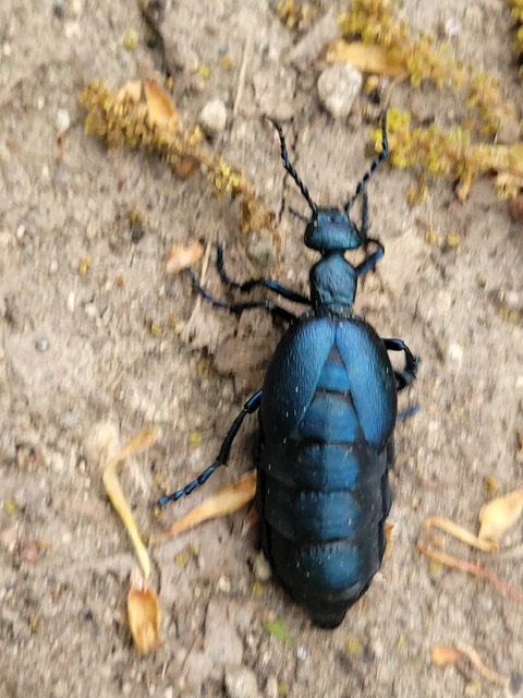 Meloe violaceus - kék nünüke