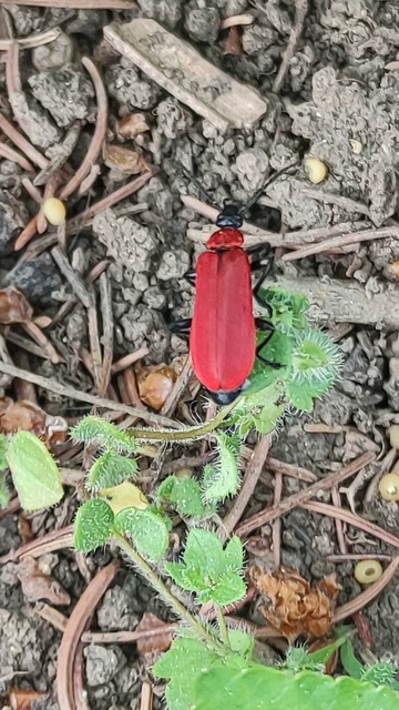 Pyrochroa coccinea - nagy bíborbogár