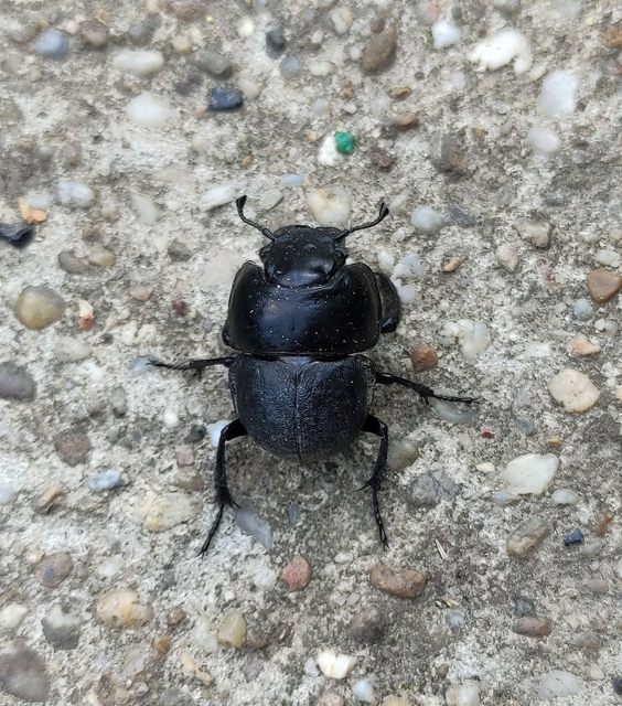 Lethrus apterus - nagyfejű csajkó