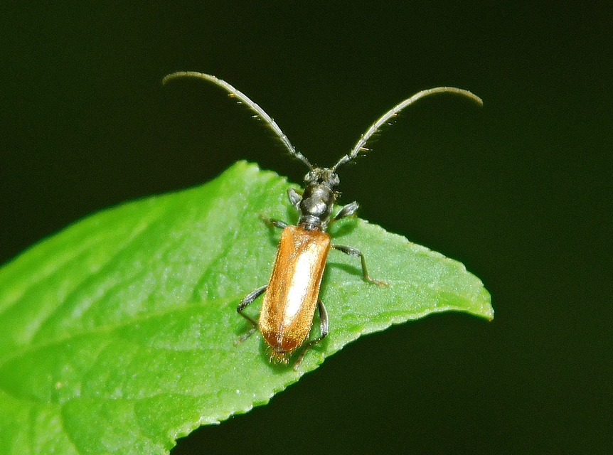 Stenhomalus bicolor - kétszínű hengercincér