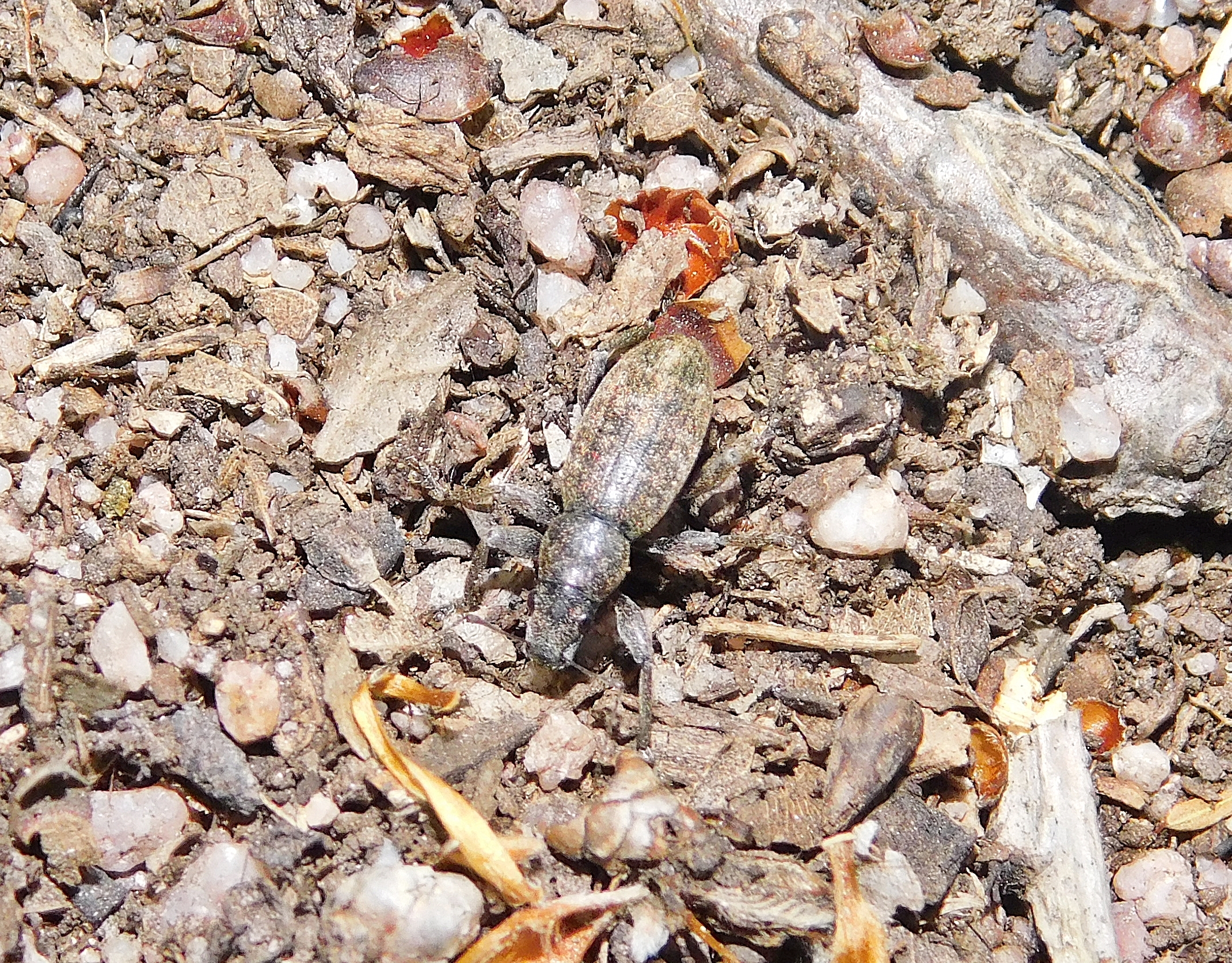 Brachyderes incanus - csillámló ormányos