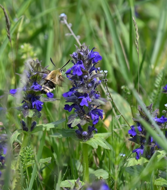 Hemaris tityus - pöszörszender Hemaris tityus - pöszörszender