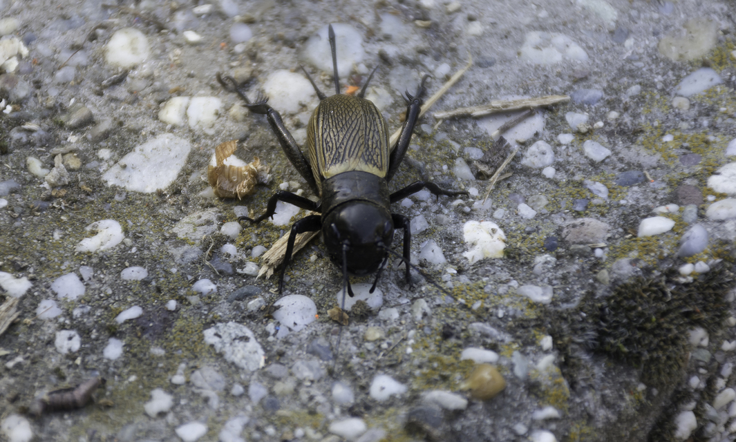 Gryllus campestris - mezei tücsök