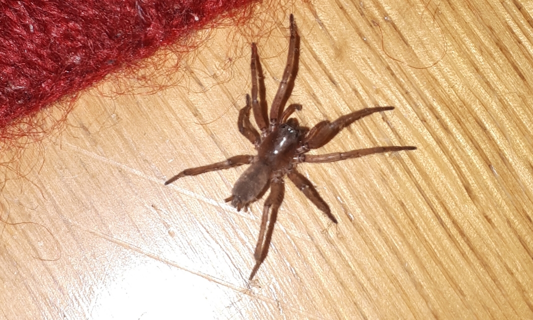 Drassodes/Drassodex