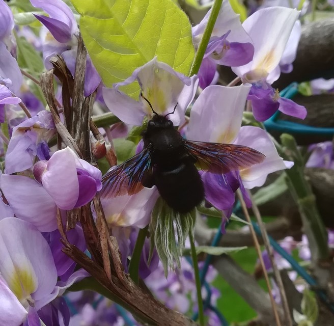 Xylocopa violacea - kék fadongó