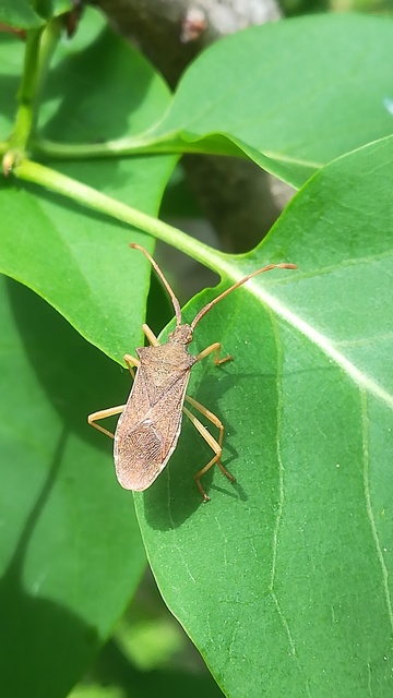Gonocerus acuteangulatus - aranypetés karimáspoloska