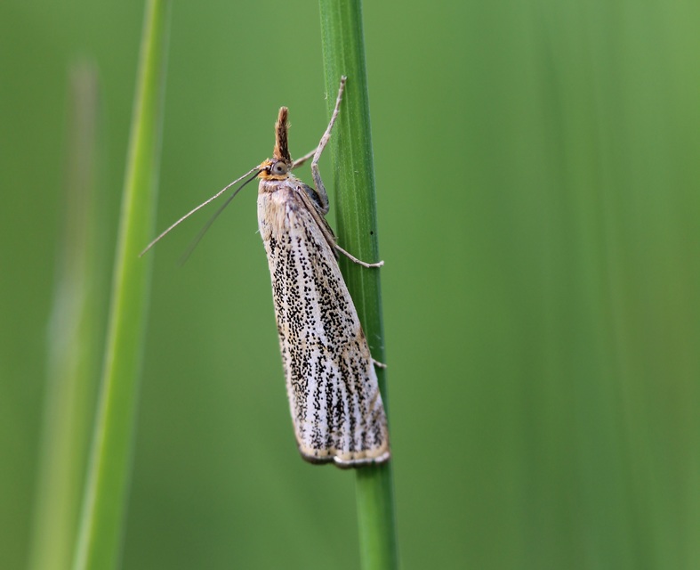 Thisanotia chrysonuchella - tavaszi fűgyökérmoly