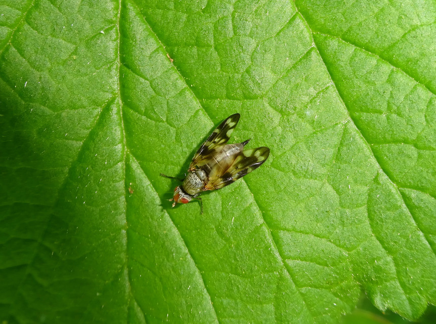 Otites centralis/guttata