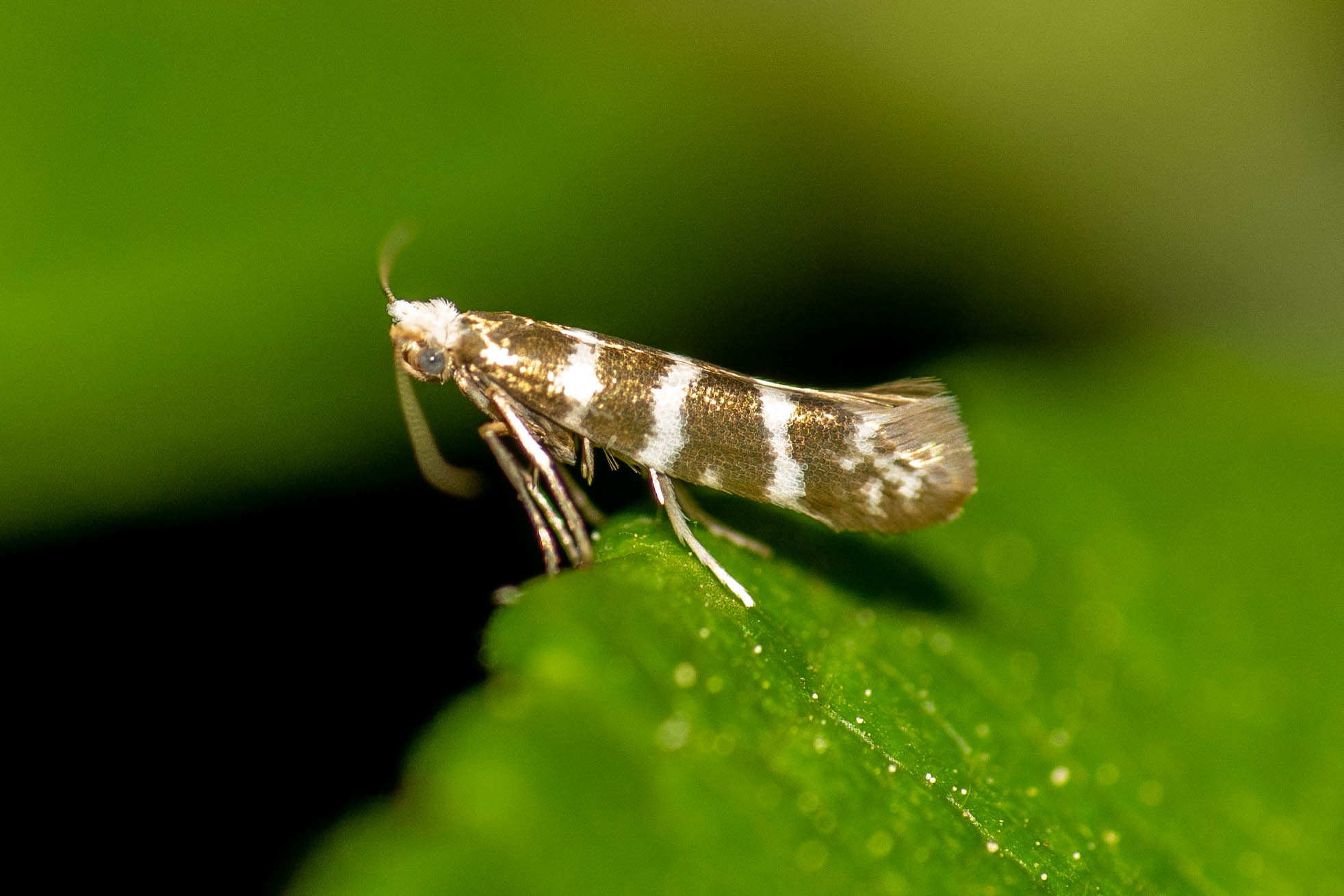 Argyresthia trifasciata - háromsávos boróka-ezüstmoly