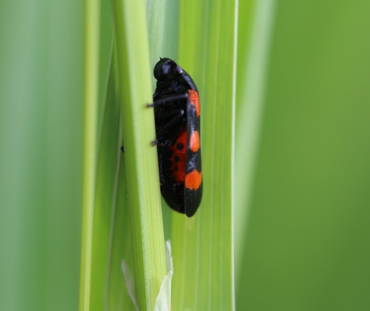 Cercopis sanguinolenta