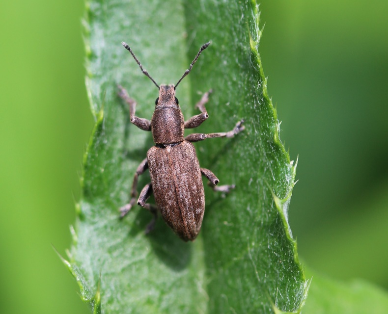 Tanymecus palliatus - közönséges hegyesfarúbarkó
