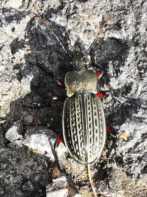 Carabus cancellatus - ragyás futrinka