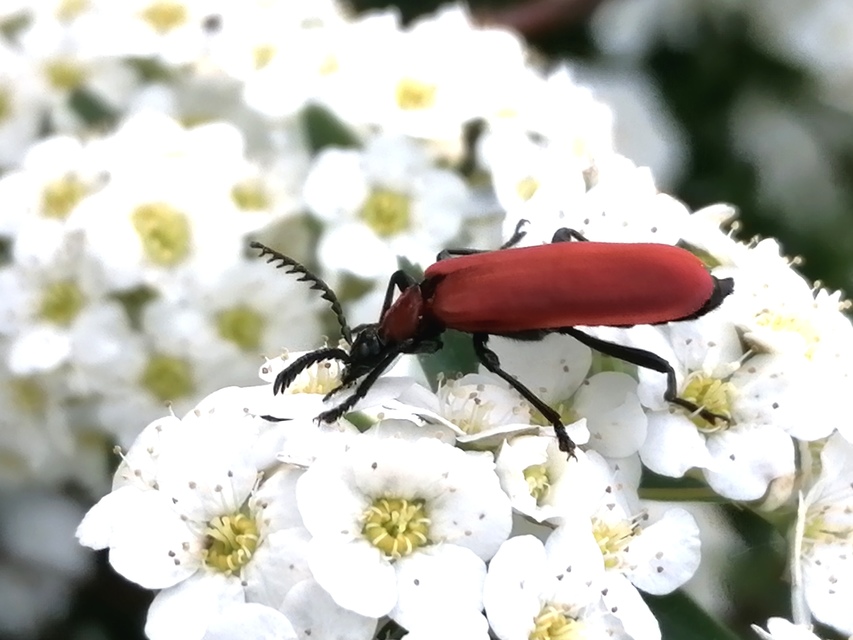 Pyrochroa coccinea - nagy bíborbogár