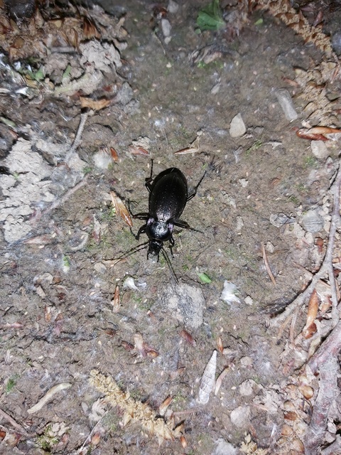 Carabus nemoralis - ligeti futrinka