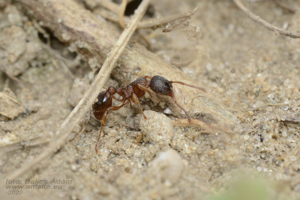 Myrmica schencki - kétszínű bütyköshangya