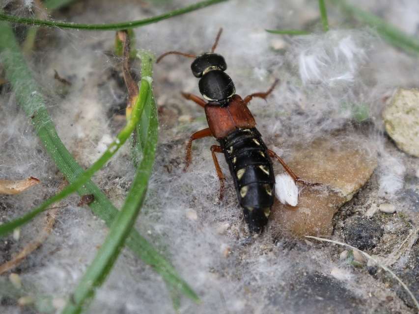 Staphylinus caesareus - aranysujtásos holyva