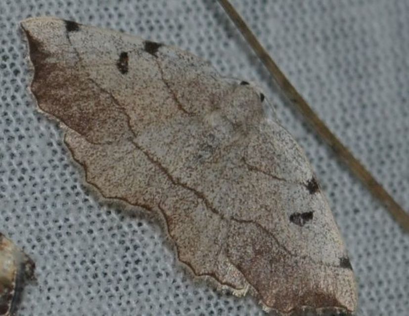 Eilicrinia trinotata - háromjegyű araszoló