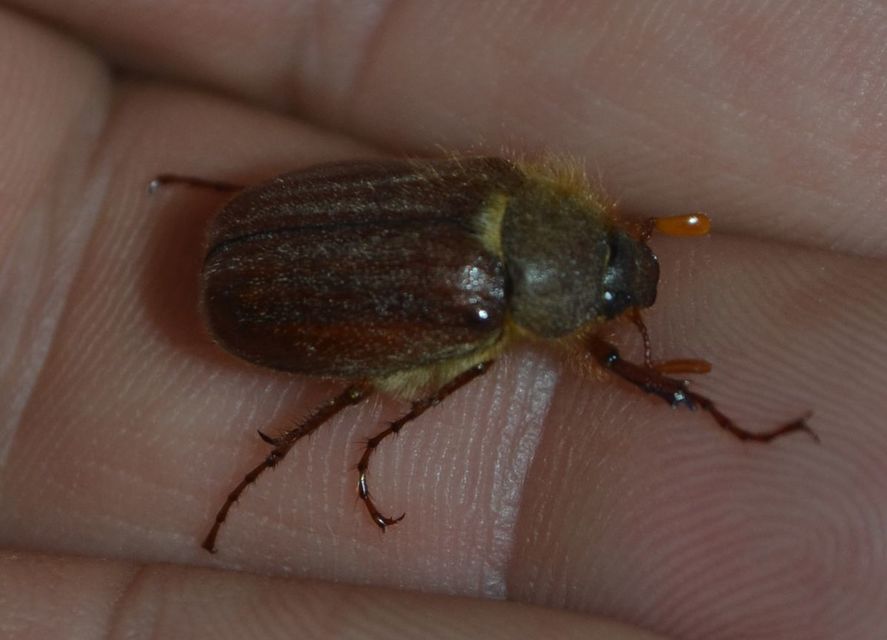 Holochelus vernus - tavaszi cserebogár
