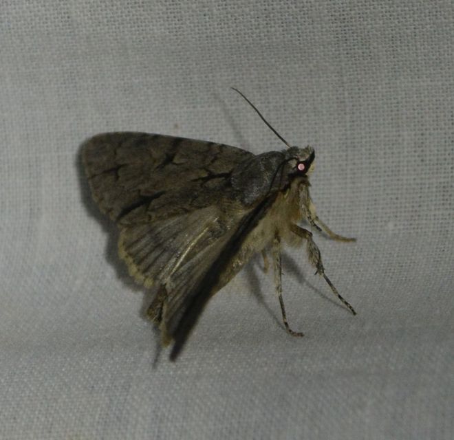 Acronicta psi - pszi-betűs szigonyosbagoly