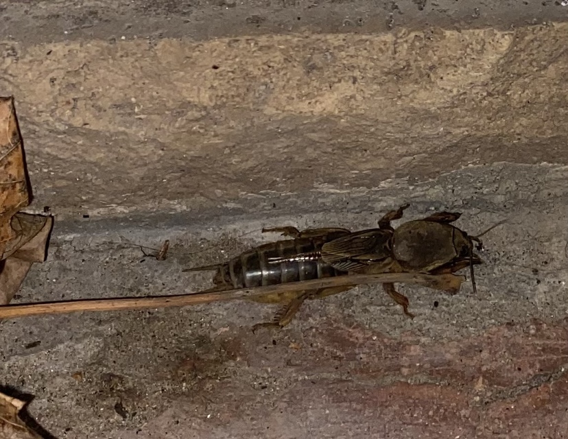 Gryllotalpa