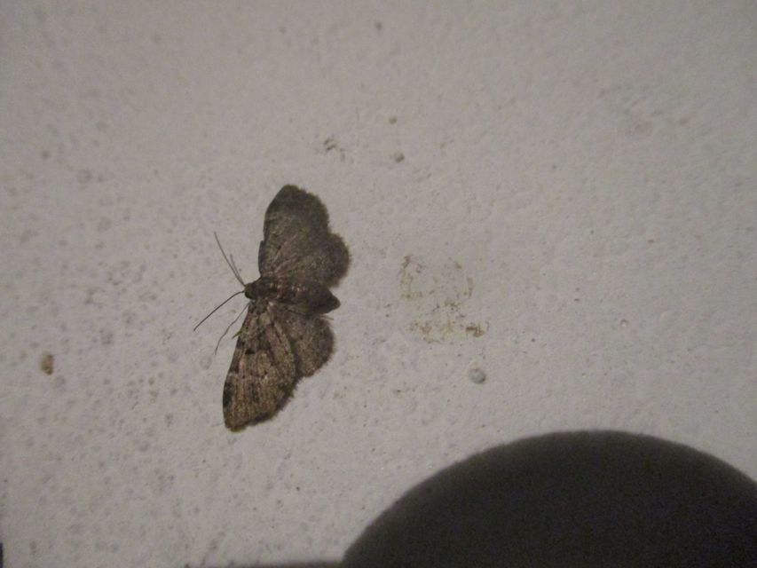 Pasiphila rectangulata - almavirág-araszoló