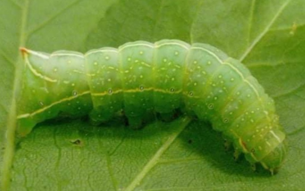 Amphipyra pyramidea - fahéjszínű bagoly