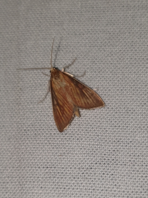 Nascia cilialis - sásrágó tűzmoly
