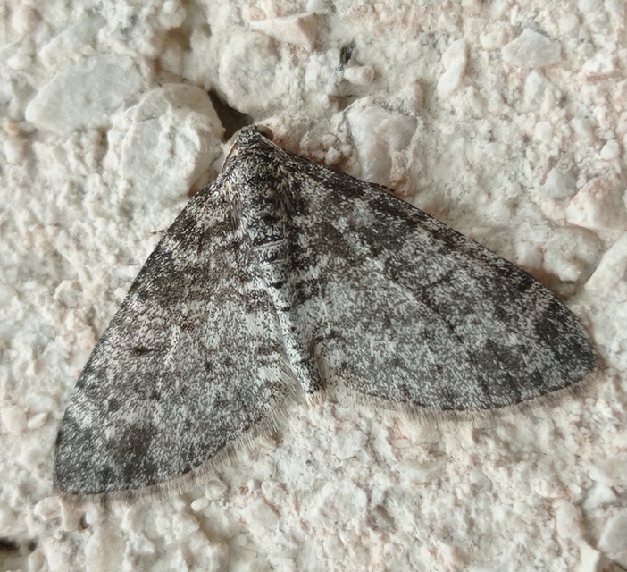 Lobophora halterata - szárnyfüggelékes araszoló