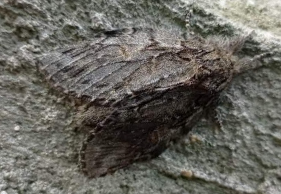 Peridea anceps - füstös púposszövő