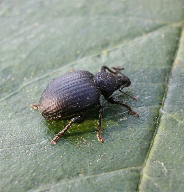 Otiorhynchus catenulatus - gyászos gyalogormányos