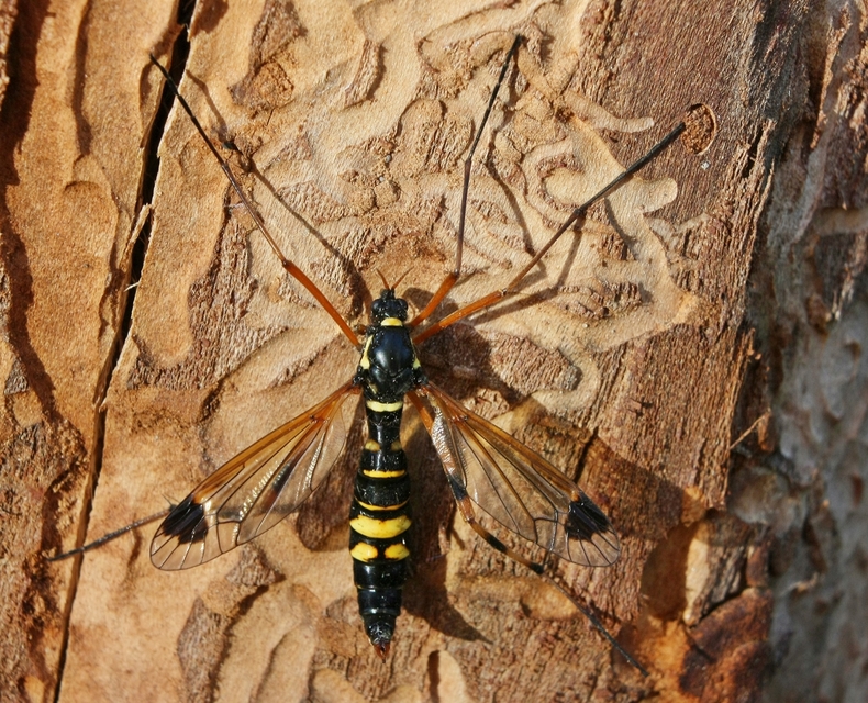 Ctenophora festiva