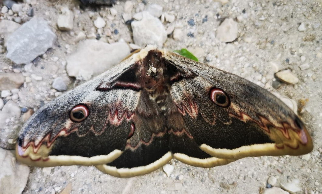 Saturnia pyri - nagy pávaszem