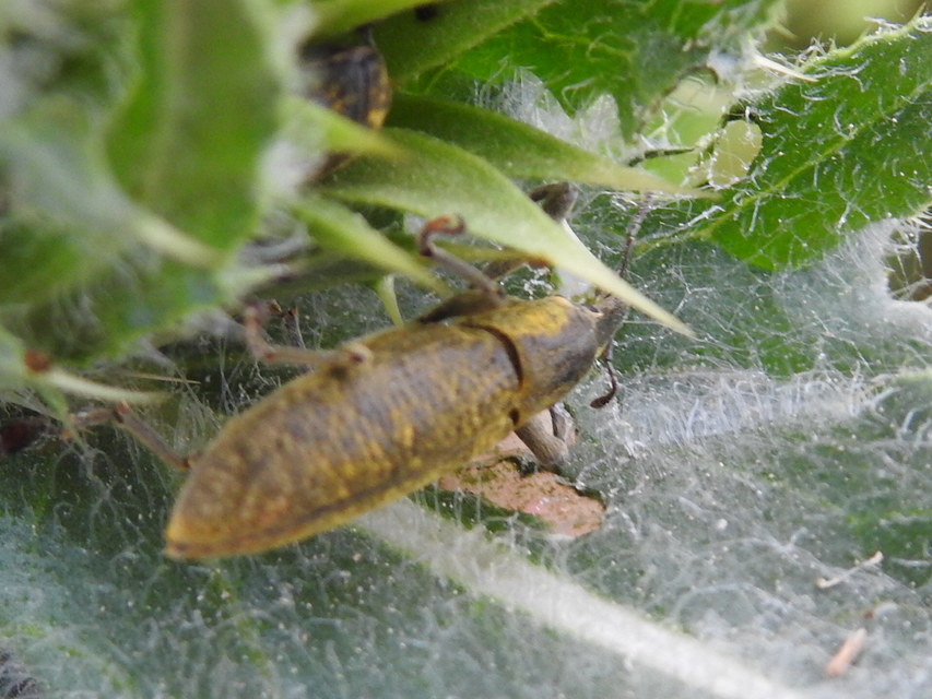 Lixus pulverulentus - mályvafúró dudvabarkó