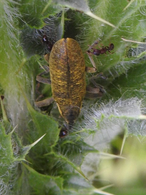 Lixus cardui/filiformis