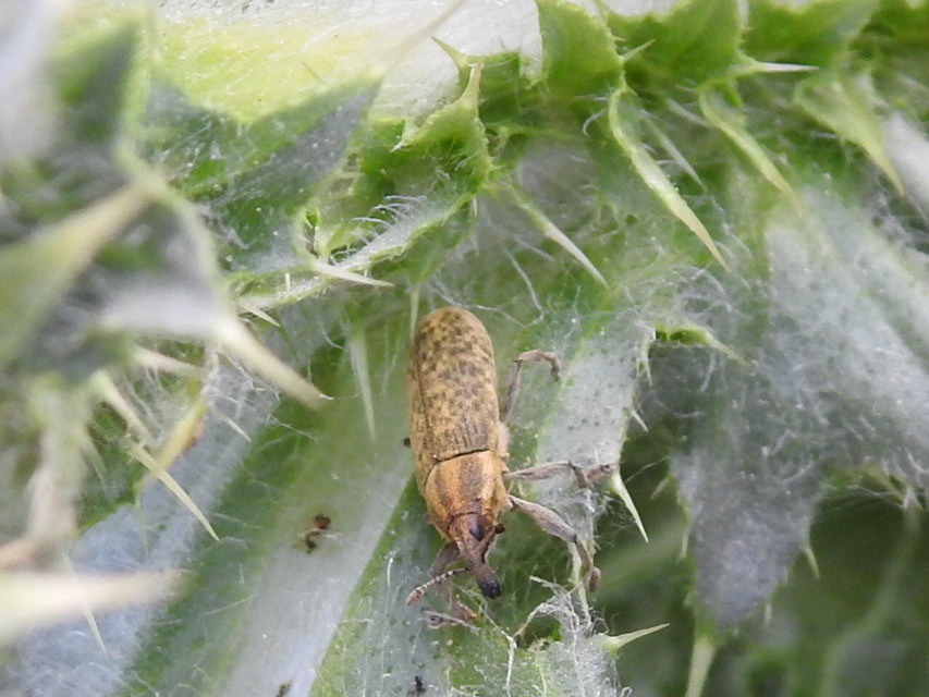 Lixus cardui/filiformis