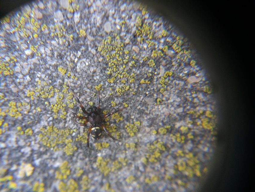 Asagena phalerata/meridionalis