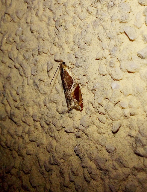 Ancylis