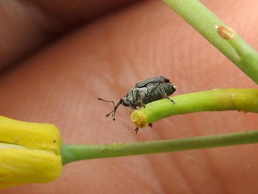 Ceutorhynchus obstrictus - repcebecő-ceutormányos